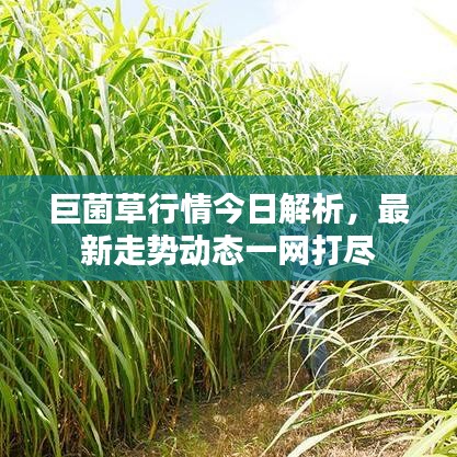 巨菌草行情今日解析，最新走勢動態一網打盡