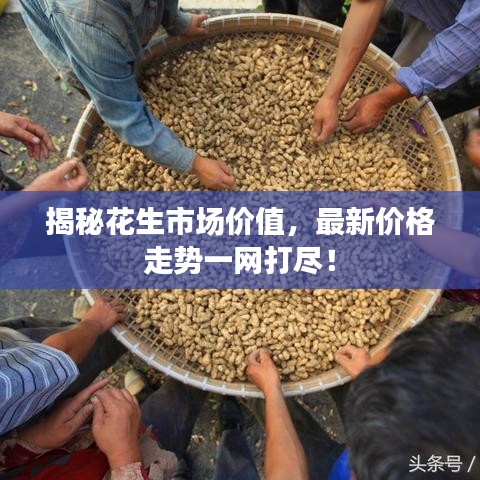揭秘花生市場價值，最新價格走勢一網打盡！