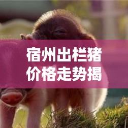 宿州出欄豬價格走勢揭秘，最新行情分析報告！