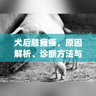 犬后肢癱瘓，原因解析、診斷方法與治療策略