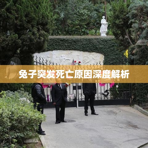兔子突發死亡原因深度解析