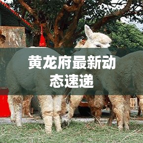 黃龍府最新動態速遞