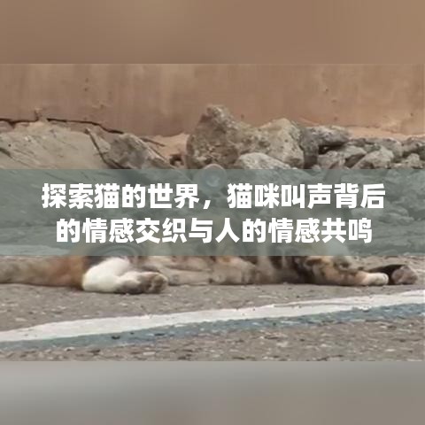 探索貓的世界，貓咪叫聲背后的情感交織與人的情感共鳴