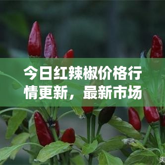 今日紅辣椒價格行情更新，最新市場走勢一網打盡！