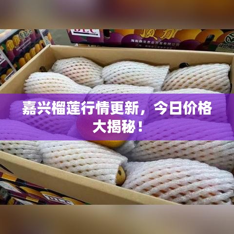 嘉興榴蓮行情更新，今日價格大揭秘！