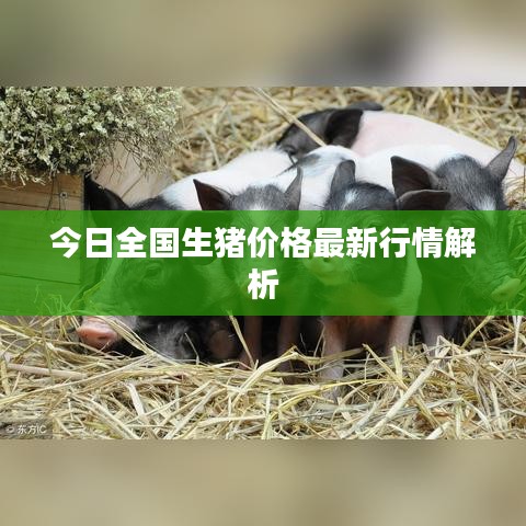 今日全國生豬價(jià)格最新行情解析