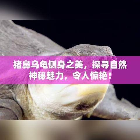 豬鼻烏龜側身之美，探尋自然神秘魅力，令人驚艷！