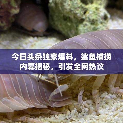 今日頭條獨家爆料，鯊魚捕撈內幕揭秘，引發全網熱議