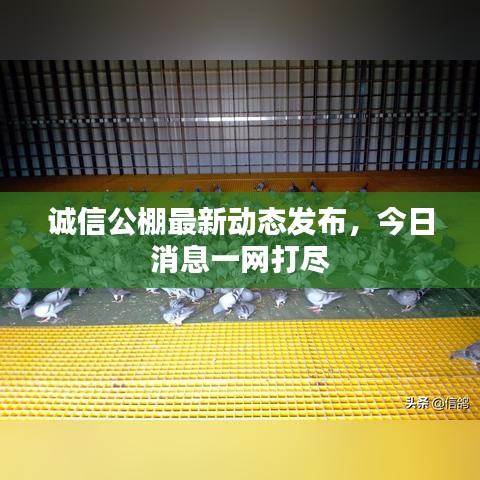 誠信公棚最新動態發布，今日消息一網打盡