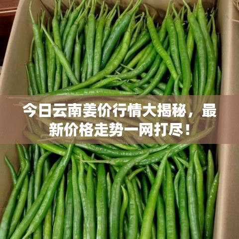 今日云南姜價行情大揭秘，最新價格走勢一網打盡！