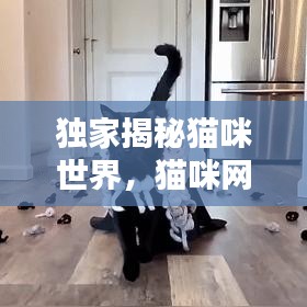 獨家揭秘貓咪世界，貓咪網專屬播放，探索貓咪獨特魅力