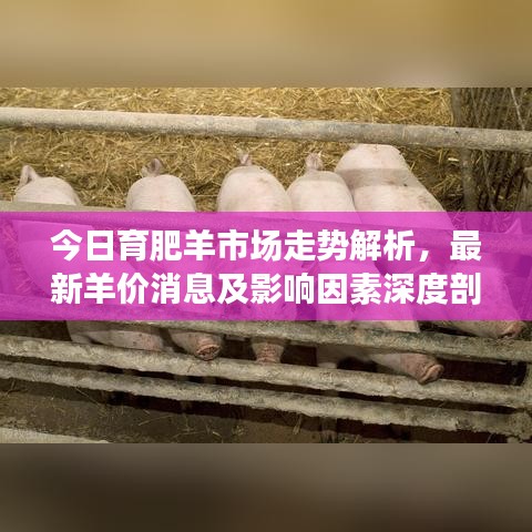 今日育肥羊市場走勢解析，最新羊價(jià)消息及影響因素深度剖析