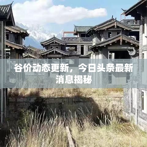 谷價(jià)動(dòng)態(tài)更新，今日頭條最新消息揭秘
