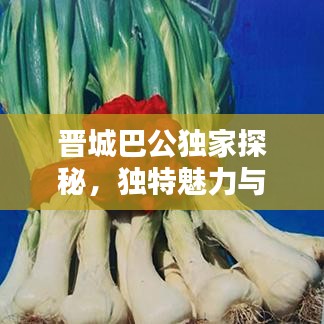 晉城巴公獨(dú)家探秘，獨(dú)特魅力與歷史底蘊(yùn)的完美結(jié)合