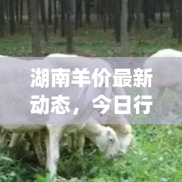 發硎新試