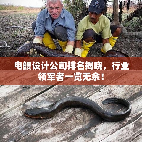 電鰻設計公司排名揭曉，行業領軍者一覽無余！