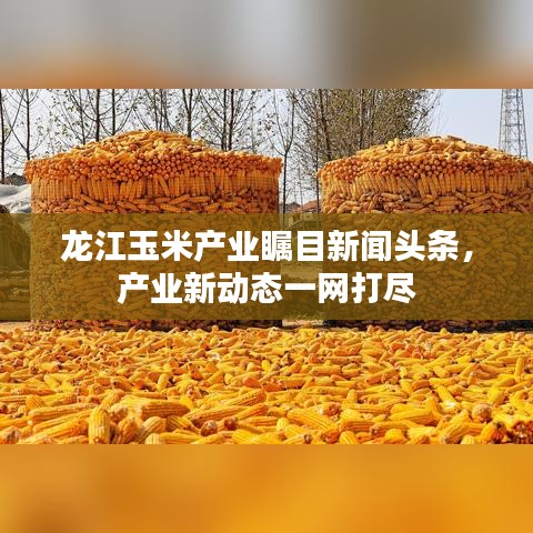 龍江玉米產業(yè)矚目新聞頭條，產業(yè)新動態(tài)一網打盡