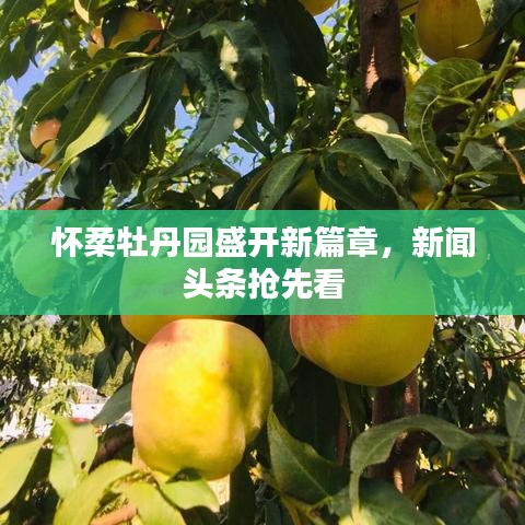 懷柔牡丹園盛開新篇章，新聞頭條搶先看