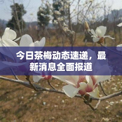今日茶梅動態速遞，最新消息全面報道
