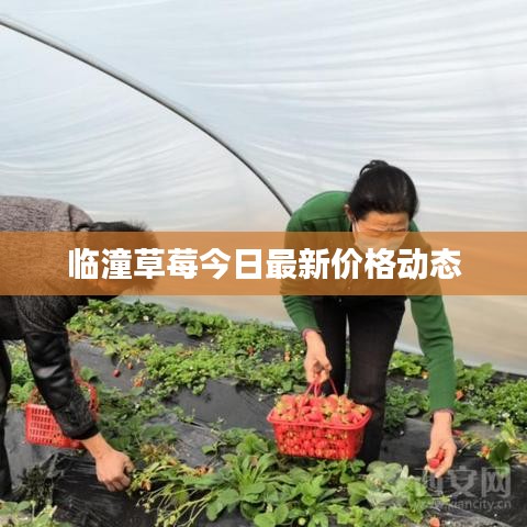 臨潼草莓今日最新價格動態