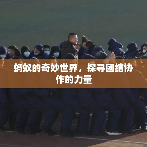 螞蟻的奇妙世界，探尋團結協作的力量